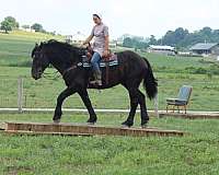 beginner-draft-horse