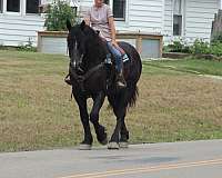 companion-draft-horse