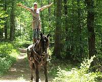 cross-draft-horse