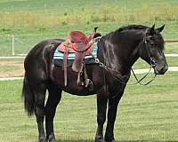 driving-draft-horse