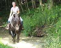 flashy-draft-horse