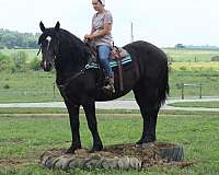 harness-draft-horse