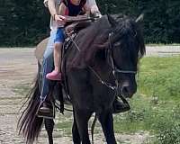 black-none-horse