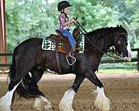gypsy-vanner-horse