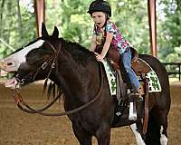 flashy-gypsy-vanner-horse