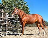 foundation-quarter-horse