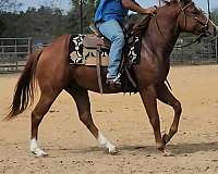 stallion-quarter-horse
