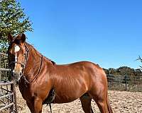 anything-stallion