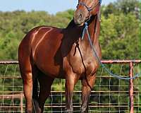 athletic-thoroughbred-horse