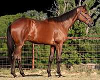 beginner-thoroughbred-horse