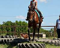 kid-safe-thoroughbred-horse