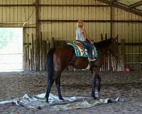 performance-thoroughbred-horse
