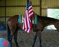 ranch-thoroughbred-horse