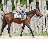 ranch-work-thoroughbred-horse