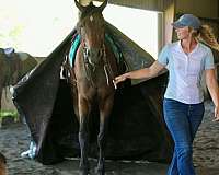 ridden-western-thoroughbred-horse