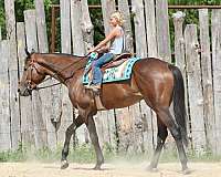 trail-thoroughbred-horse