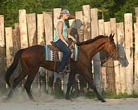western-riding-thoroughbred-horse