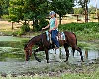 bay-all-around-horse