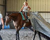 bay-thoroughbred-gelding