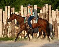 working-cattle-thoroughbred-horse