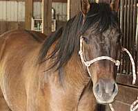 athletic-quarter-horse