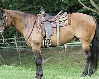 beginner-quarter-horse