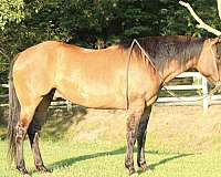 endurance-quarter-horse