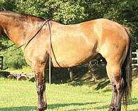 experienced-quarter-horse