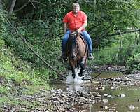 ranch-quarter-horse