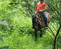ranch-versatility-quarter-horse