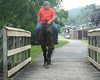 ranch-work-quarter-horse