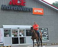 ridden-western-quarter-horse