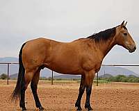 beginner-quarter-horse