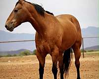 calf-roping-quarter-horse