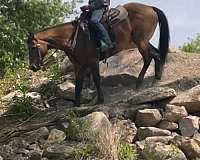 performance-quarter-horse