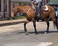 ranch-quarter-horse