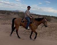 ranch-versatility-quarter-horse