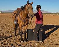 ranch-work-quarter-horse
