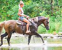 athletic-morgan-horse