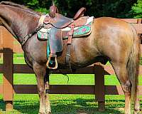 all-around-morgan-horse