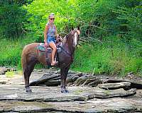drill-team-morgan-horse