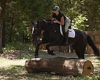 ishr-gypsy-vanner-gelding