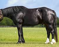 black-ishr-horse