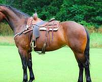 trail-cleveland-bay-horse