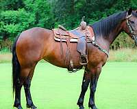 trail-riding-cleveland-bay-horse