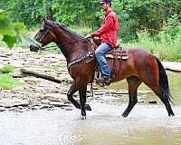 16-hand-cleveland-bay-mare