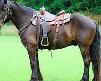 athletic-gypsy-vanner-horse