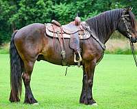 drill-team-gypsy-vanner-horse
