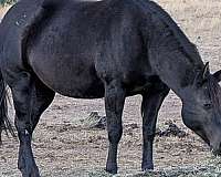 celebrity-concerto-quarter-horse