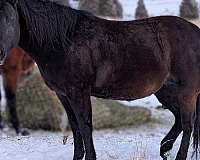 snipper-music-quarter-horse